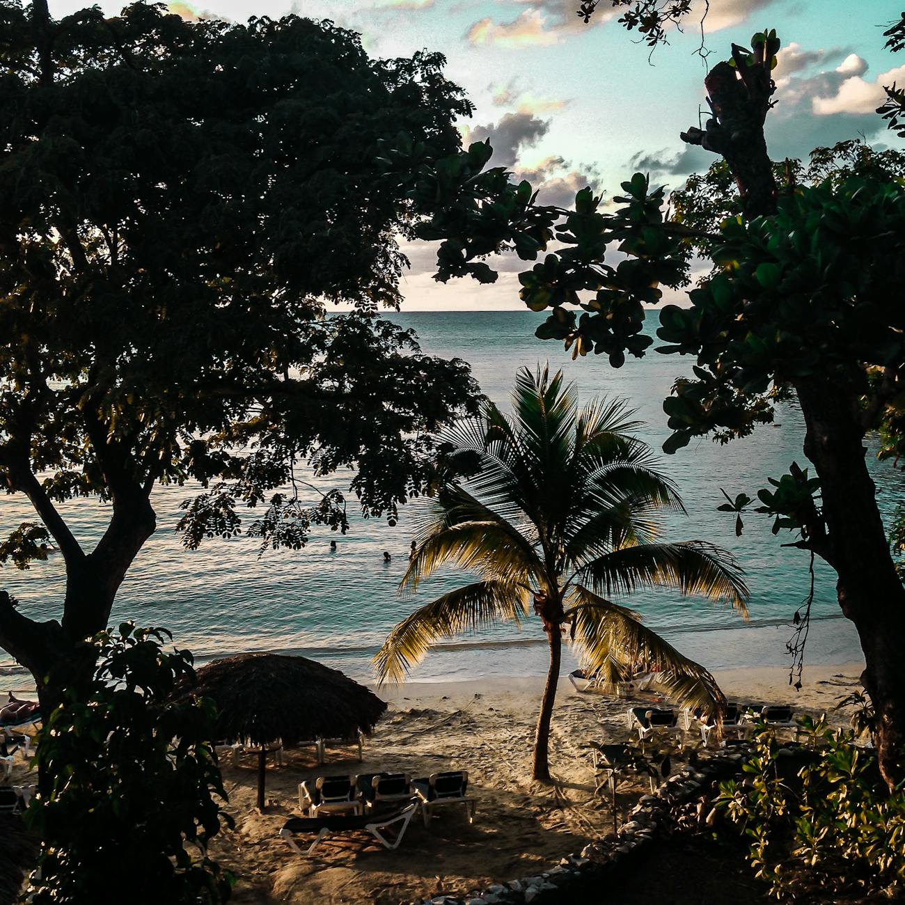 trees growing in seaside